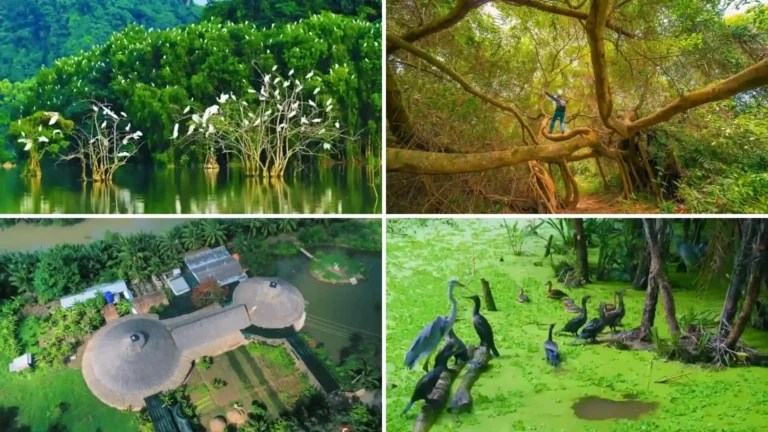 Birdlife, wetlands and riverside nature at Vam Ho in Ben Tre