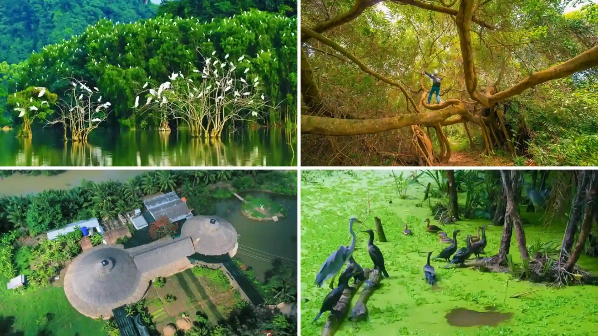 Ben Tre Travel Guide: Things to Do, Stay & Plan Your Trip 9 Birdlife, wetlands and riverside nature at Vam Ho in Ben Tre