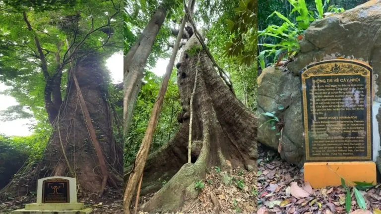 Vietnam Heritage Tree inside Con Dao National Park forest route