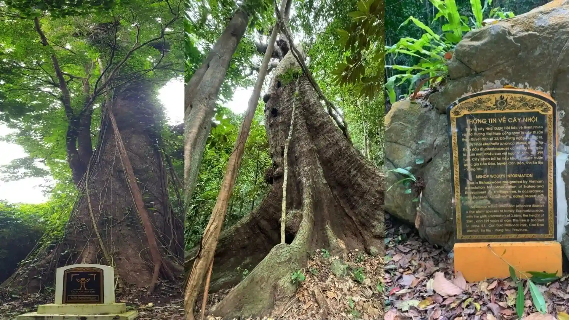 How to Choose a Forest Route in Con Dao: Short Walks, Beach Trails and Summit Routes 8 Vietnam Heritage Tree inside Con Dao National Park forest route