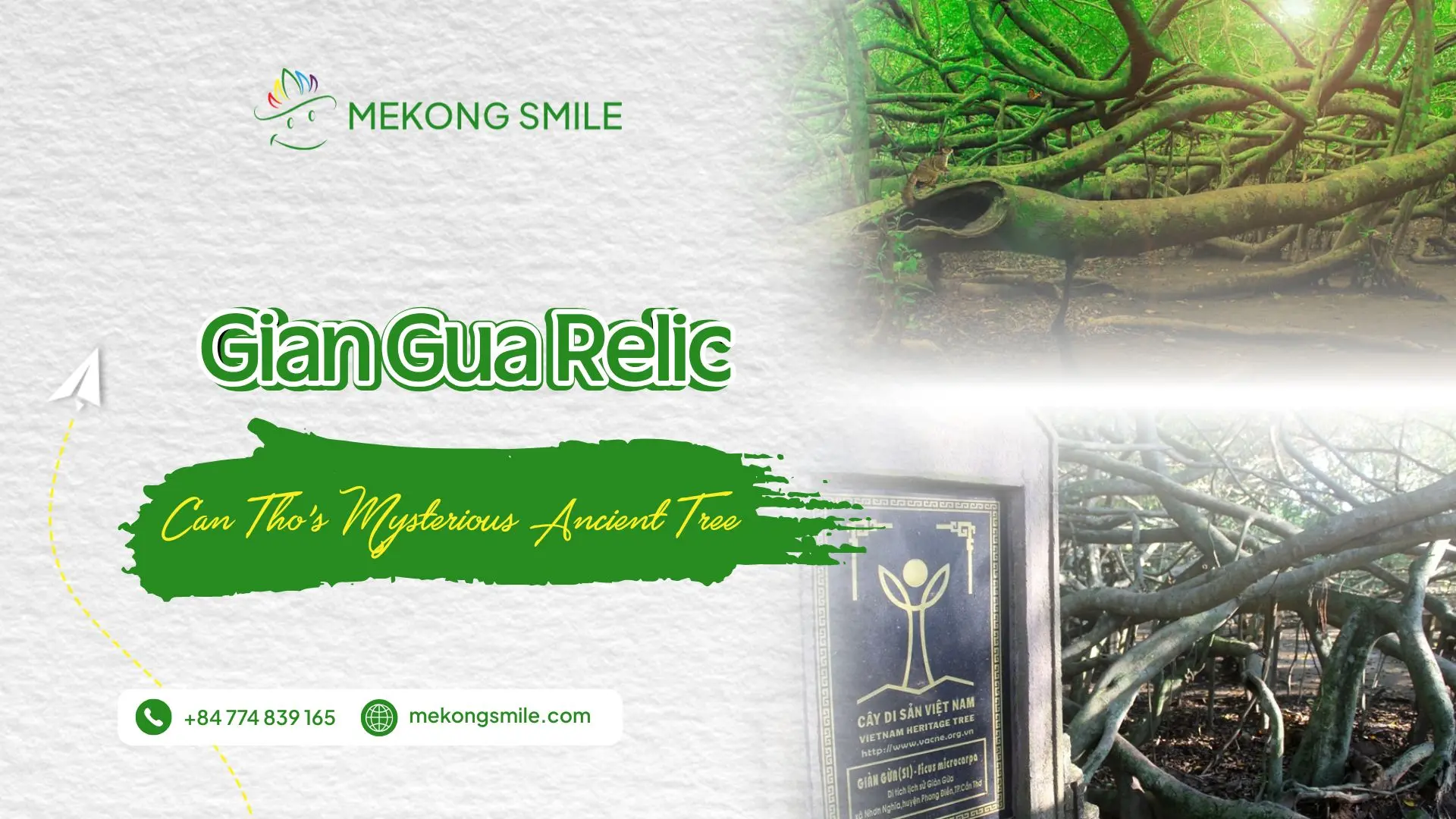 Gian Gua Relic - Can Tho’s Mysterious Ancient Tree
