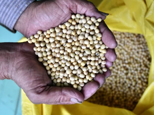 A close-up of fresh soybeans, the primary ingredient for making tofu skin, shown to guests on the Me Kong Smile tour