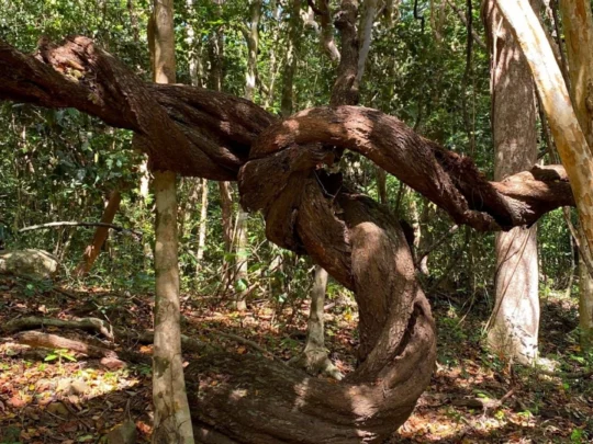 Visitors will see the unique shapes of the trees in the forest.