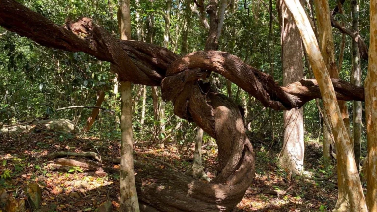 Visitors will see the unique shapes of the trees in the forest.