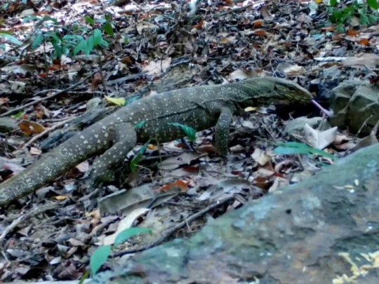 Water monitor lizard on the forest floor in Con Dao National Park