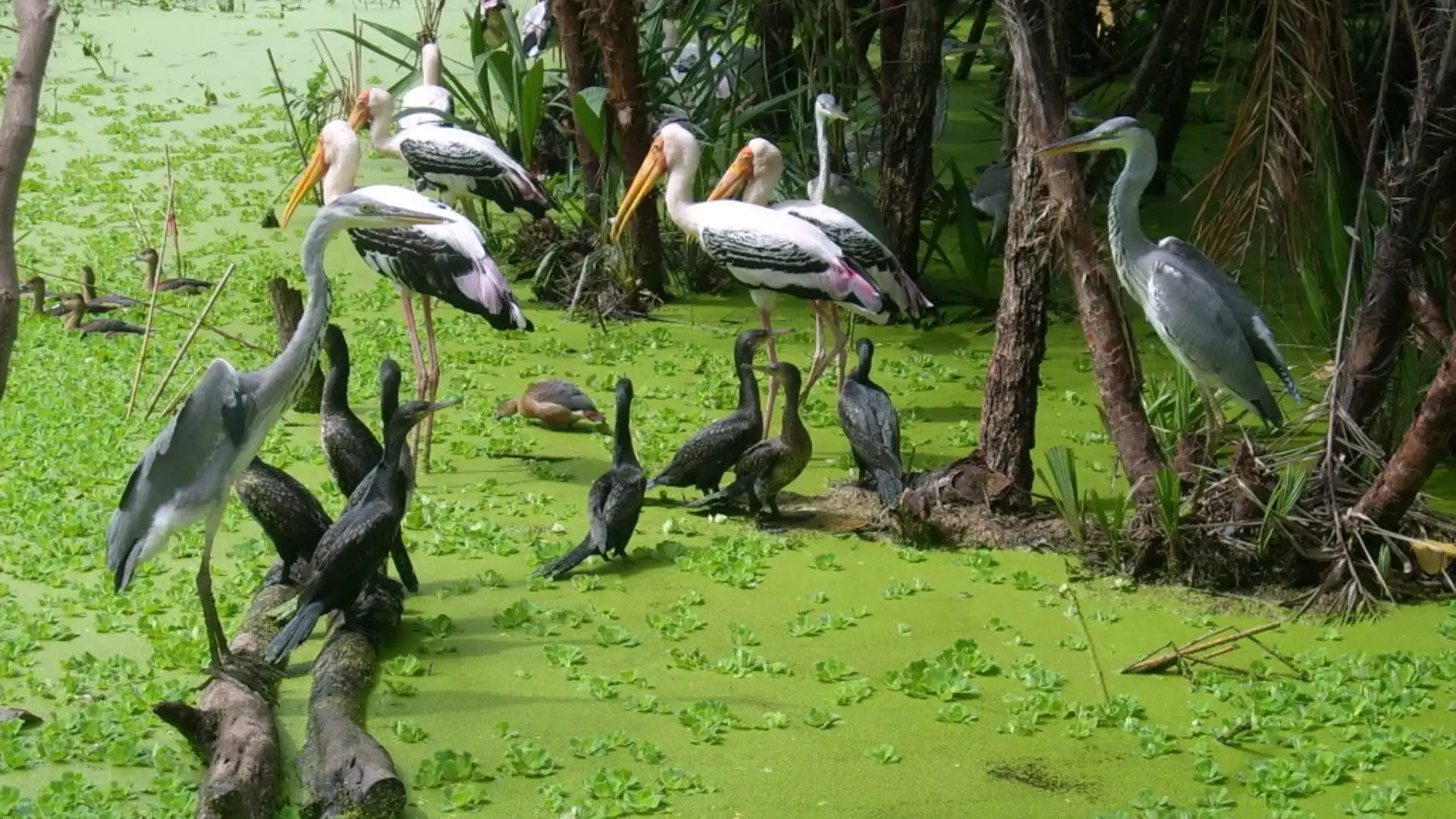 Tra Su Cajuput Forest 2026: Tickets, Boats & When to Visit 43 Waterbirds among aquatic vegetation in Tra Su Cajuput Forest
