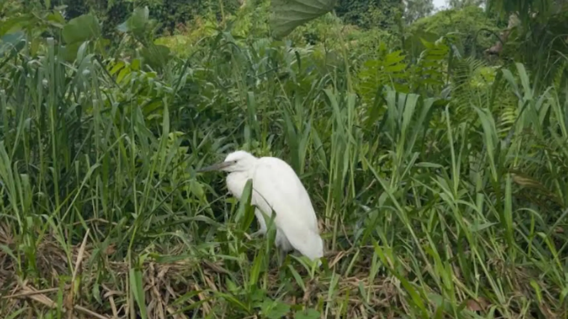 Tra Su Cajuput Forest 2026: Tickets, Boats & When to Visit 45 White waterbird standing in wetland vegetation at Tra Su Forest