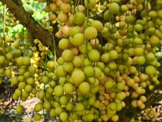 Clusters of yellow seasonal fruit growing in a Can Tho garden