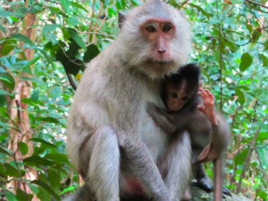 You will get to see wildlife, especially long-tailed monkeys.