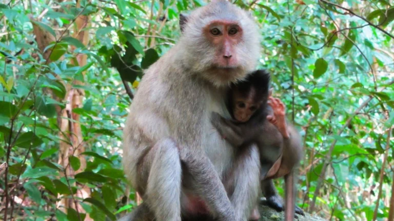 You will get to see wildlife, especially long-tailed monkeys.