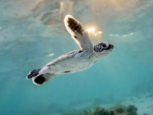 Young sea turtle swimming in clear ocean water