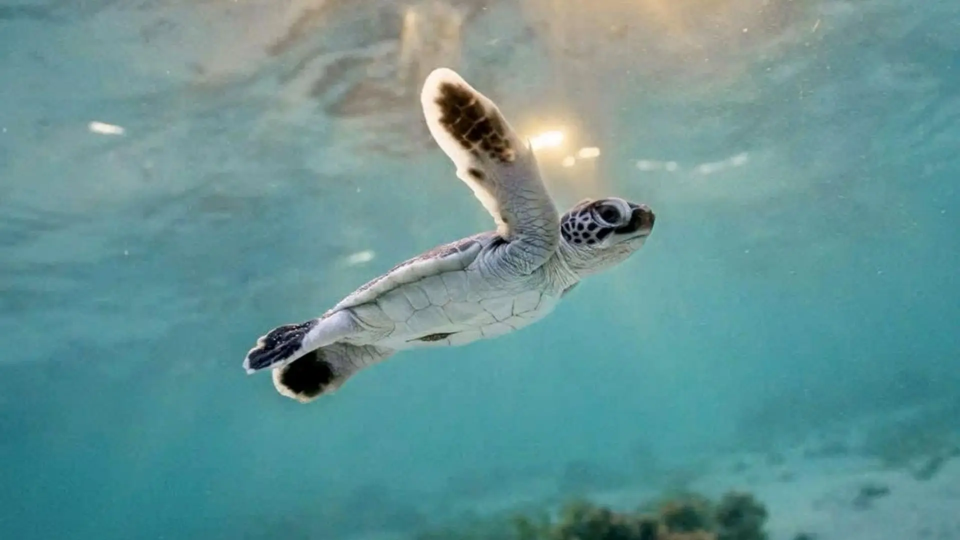 Young sea turtle swimming in clear ocean water